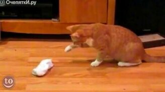 Испуганные кошки - смотреть видео (1:51)