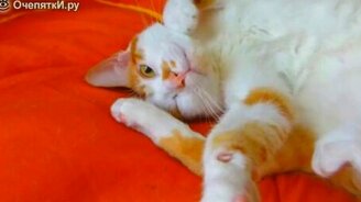 Как будить кота - смотреть видео (1:40)