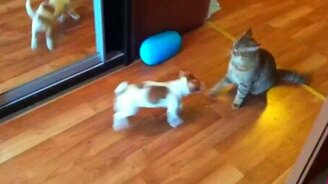 Щенок и котяра в борьбе - смотреть видео (1:50)
