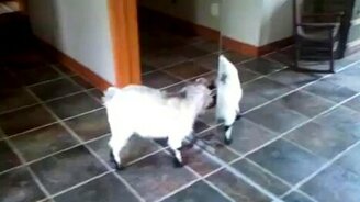 Встретились два козла... - смотреть видео (1:11)