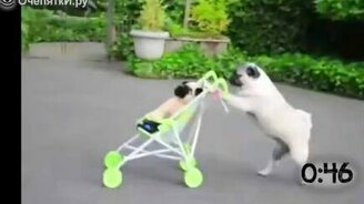 Собаки гуляют с колясками - смотреть видео (0:55)