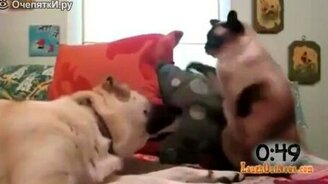 Коты боксируют - смотреть видео (0:56)