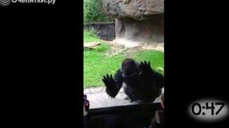 Детишки и гориллы в зоопарке - смотреть видео (0:55)