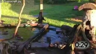 Утята прыгают с большой высоты - смотреть видео (0:54)