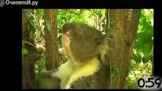 Чихающие животные - смотреть видео (1:08)