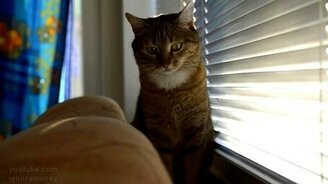 Когда коту нечем заняться - смотреть видео (0:51)