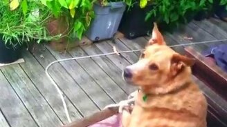 Пёс отвечает на волчий вой - смотреть видео (0:57)