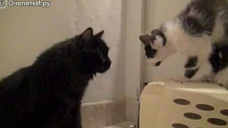 Как познакомить двух котов - смотреть видео (2:46)