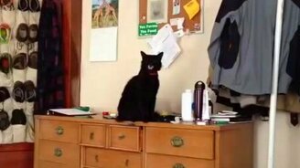 Наглый кот и банка - смотреть видео (0:19)