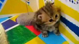 Персидские милашки - смотреть видео (1:37)