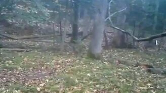 Что-то страшное затаилось в лесу... - смотреть видео (0:44)