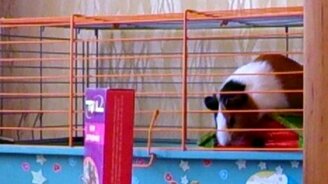 Свинка падает во сне - смотреть видео (0:11)