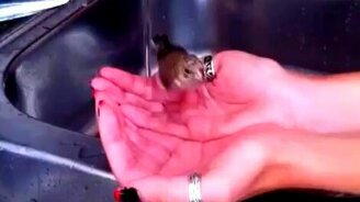 Птичка купается в женских руках - смотреть видео (0:36)