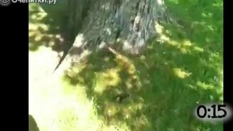 Утята учатся летать - смотреть видео (0:54)