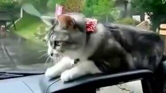 Котяра против дворников - смотреть видео (0:53)