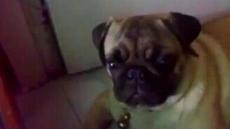 Прикольная реакция собаки на шум - смотреть видео (0:17)