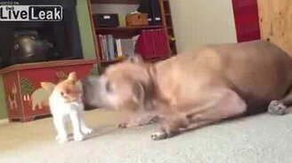 Котёнок против огромного пса - смотреть видео (0:47)