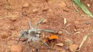 Битва паука и земляной осы - смотреть видео (1:57)