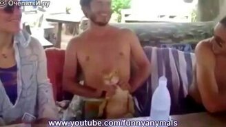 Мужской массаж для кота - смотреть видео (1:33)