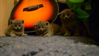 Котята хотят спать - смотреть видео (0:31)