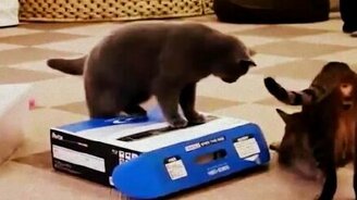 Кошки-проказники - смотреть видео (2:03)