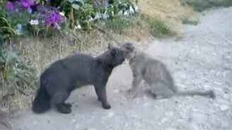 Кошачья битва в стиле Мортал Комбат - смотреть видео (1:06)