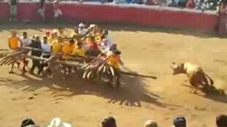 Хитрый бык оказался - смотреть видео (1:02)