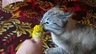 Маньяк кукурузы - смотреть видео (0:56)