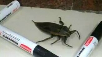 Жук или таракан? - смотреть видео (0:22)