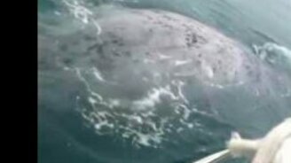 Кит у катера - смотреть видео (0:58)