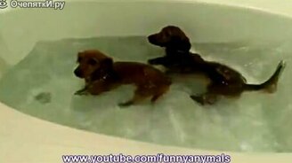 Собаки-купаки - смотреть видео (0:59)