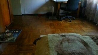 Зевс носит хозяйке мышку - смотреть видео (1:08)