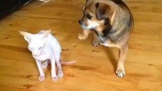 Кто твой лучший друг? - смотреть видео (0:07)