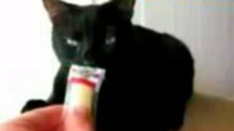 Реакция кота на новый сыр - смотреть видео (0:16)