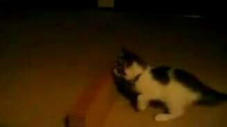 Как уложить котенка спать - смотреть видео (0:21)