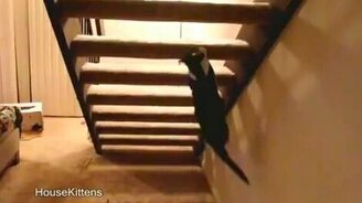 Шпион с другой стороны лестницы - смотреть видео (0:15)