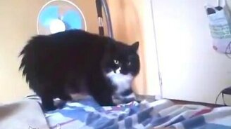 Реакция кота на женские пальцы - смотреть видео (0:50)