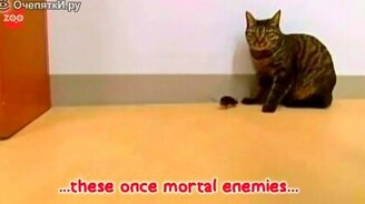 Кошка и мышка подружились - смотреть видео (1:26)