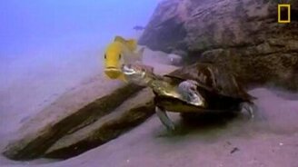 Рыбы против черепахи - смотреть видео (1:04)