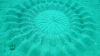 Совершенный рыбий лабиринт - смотреть видео (2:00)