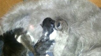 Котята дерутся за мамину титьку - смотреть видео (0:52)