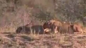 Редкие кадры из дикой природы - смотреть видео (8:24)