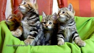 Забавный хор котяток - смотреть видео (1:10)