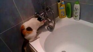 Кошка научилась открывать кран - смотреть видео (1:51)