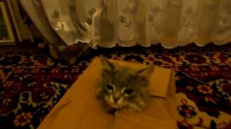 Котёнок сам себя распаковывал - смотреть видео (0:33)