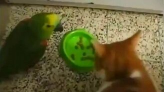 Кот и попугай выясняют отношения - смотреть видео (0:36)