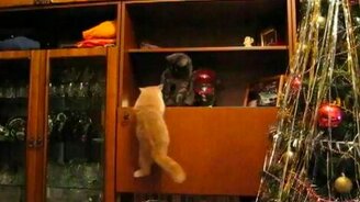 Кот-скалолаз - смотреть видео (0:13)