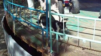 Кот гуляет по карусели - смотреть видео (0:29)