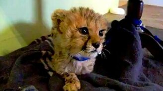 Очень милый детёныш гепарда - смотреть видео (1:14)