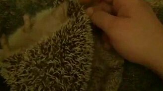 Как развернуть ежа из клубка - смотреть видео (1:29)